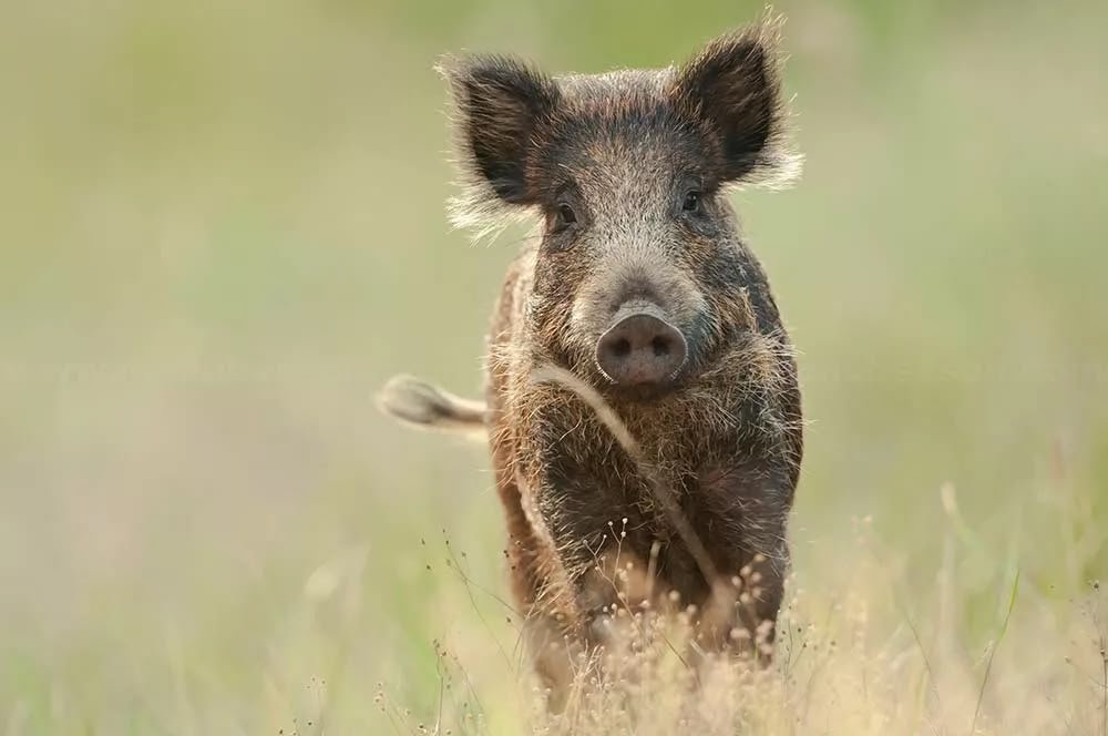 Sangliers à Messanges : comprendre la situation et les solutions possibles