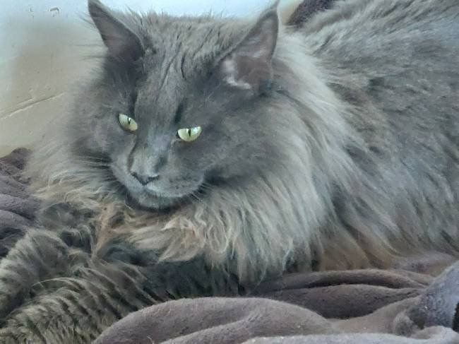 Chat Main coon perdu