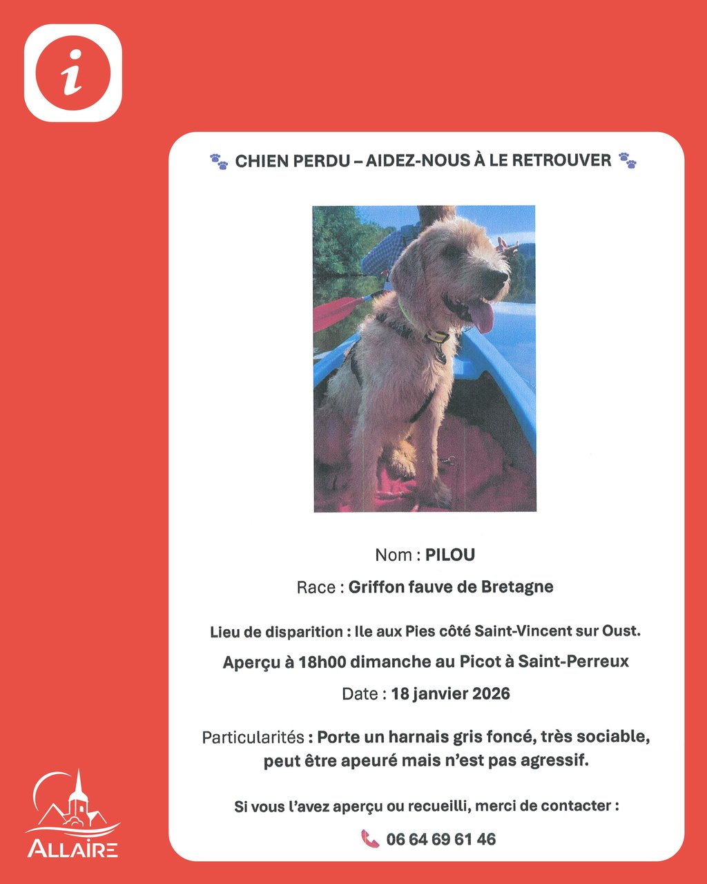Chien perdu – Griffon fauve de Bretagne