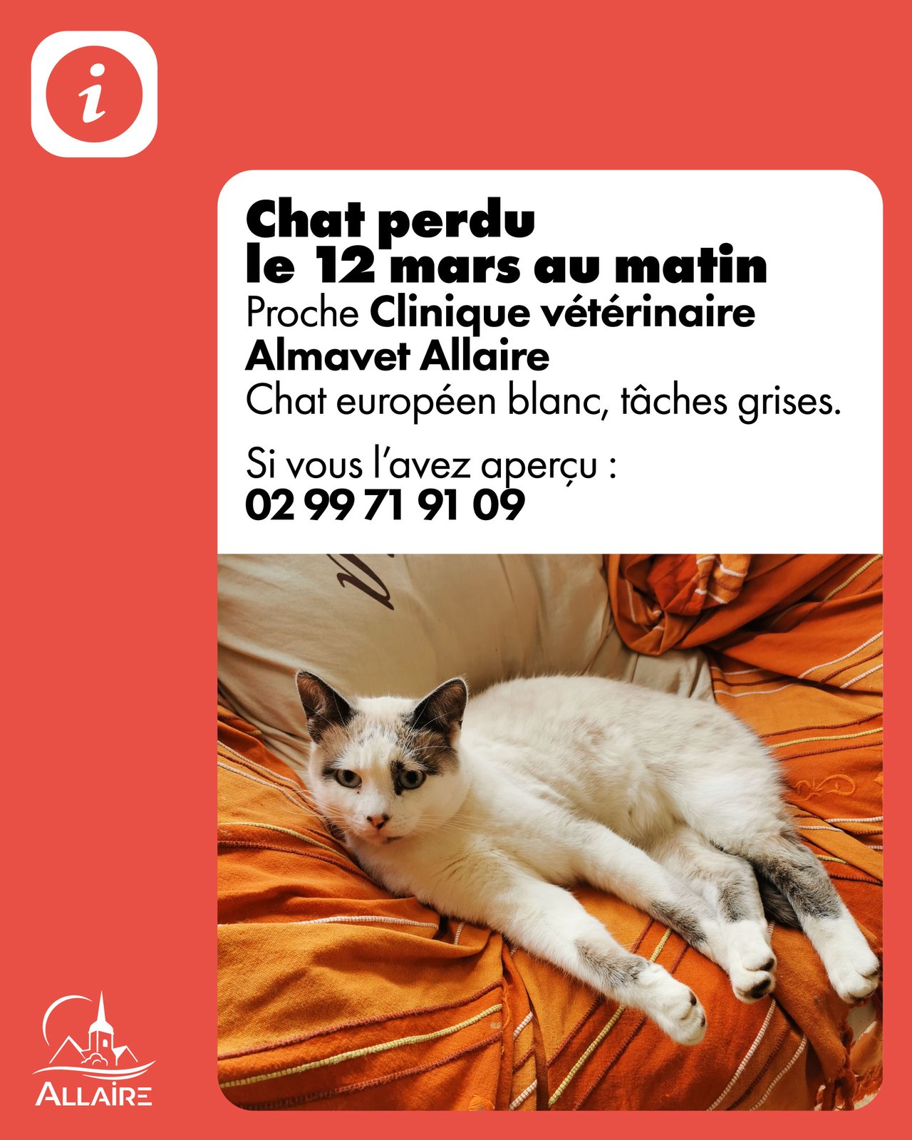 Chat perdu ce matin