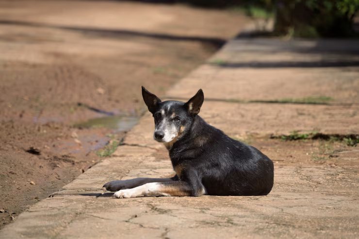 CHIENS ERRANTS : responsabilité des propriétaires…
