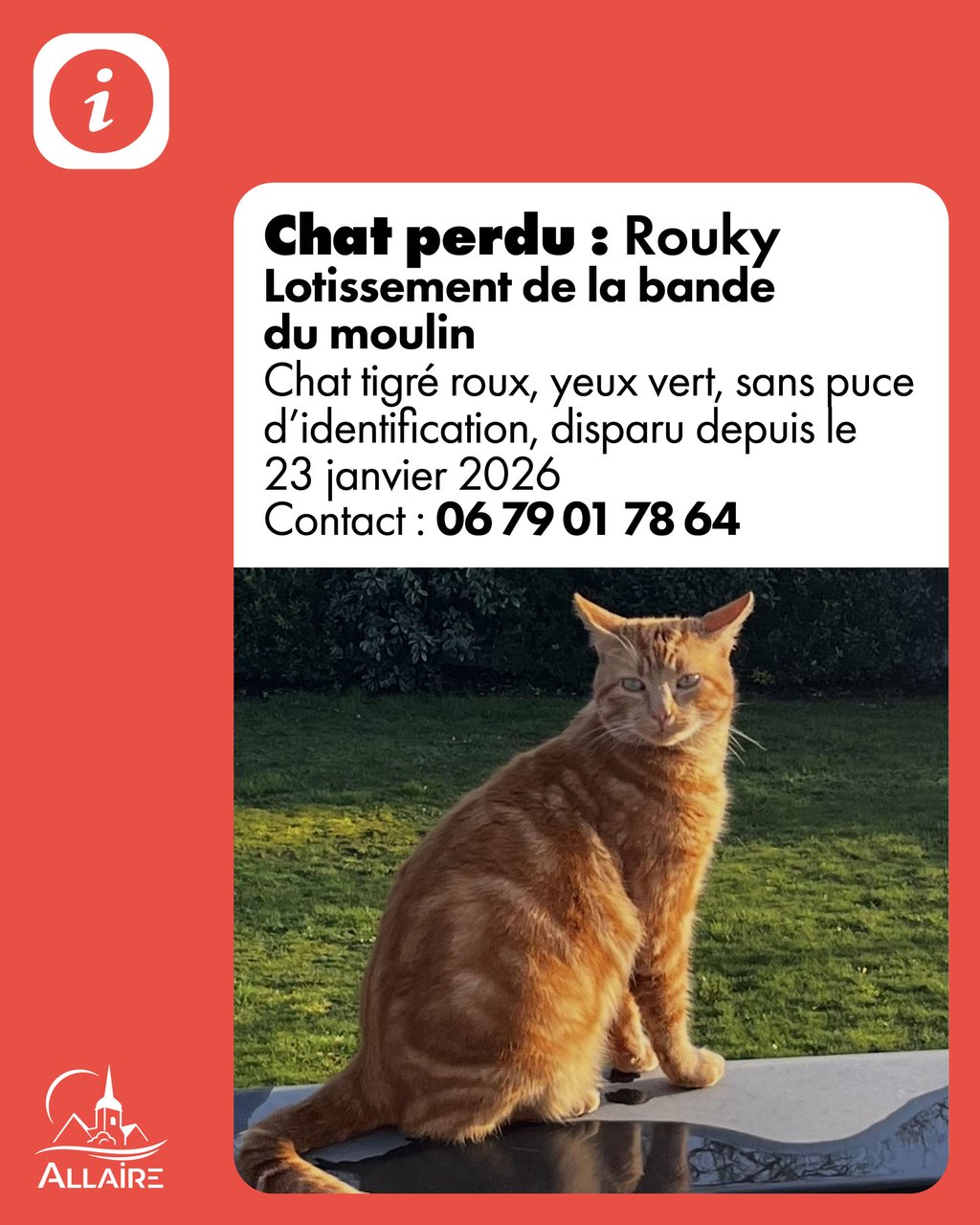 Chat perdu – La bande du moulin