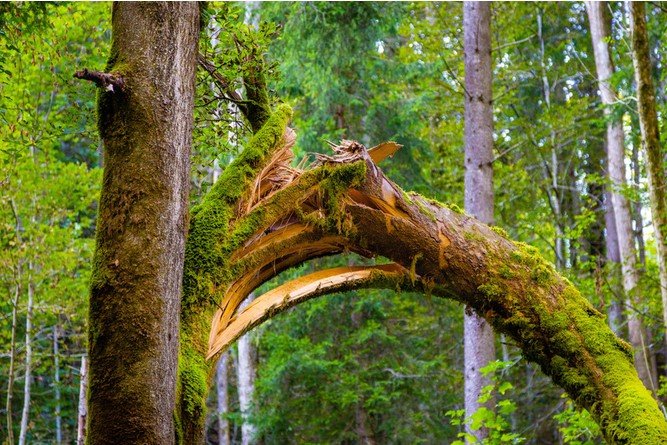 🌳⚠ Vigilance sur les chaussées : chutes possibles de branches d&rsquo;arbres avec la chaleur