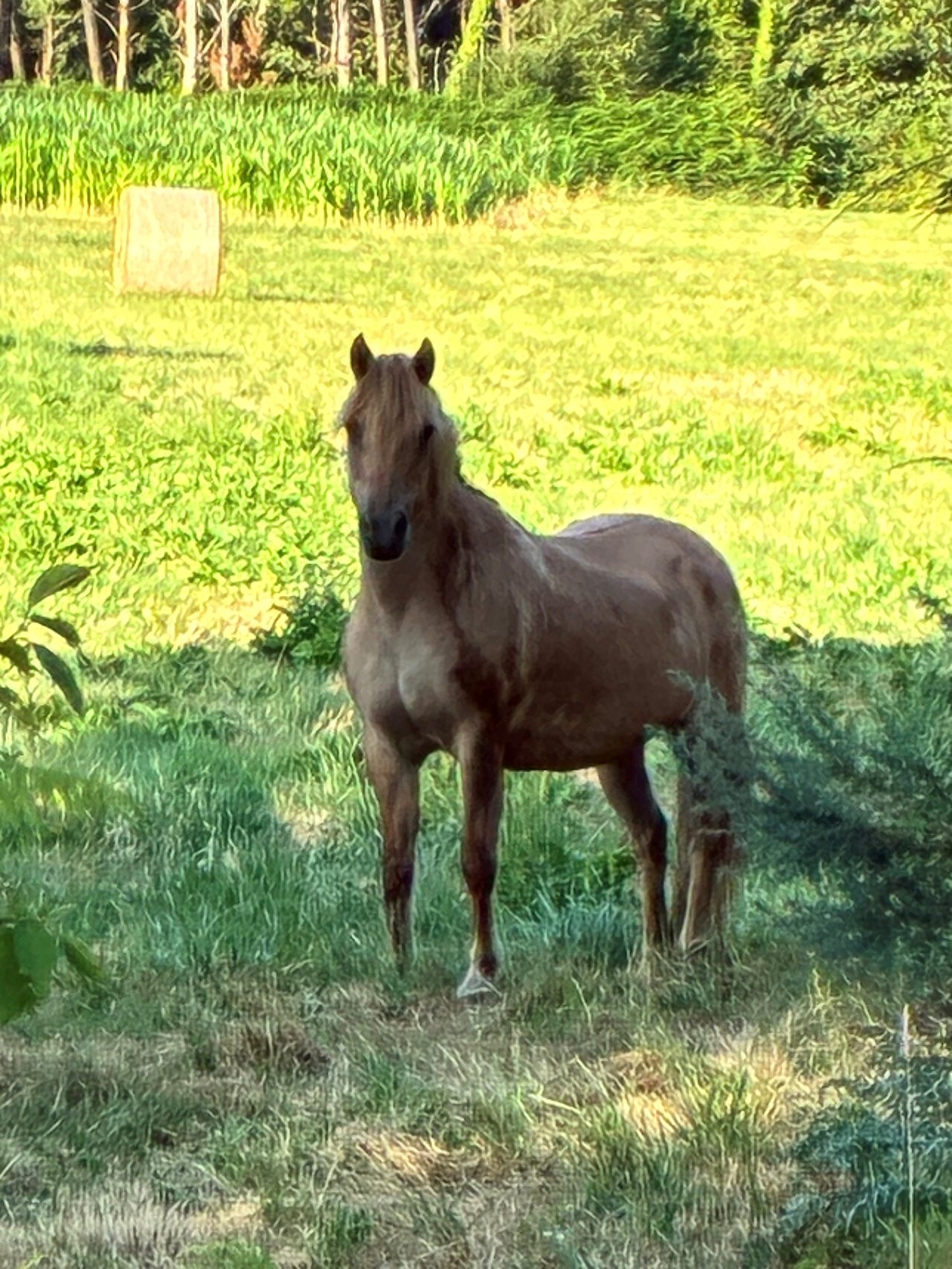 🐎 Jument en divagation – secteur de L&rsquo;Ardoise entre Limerzel et Malansac