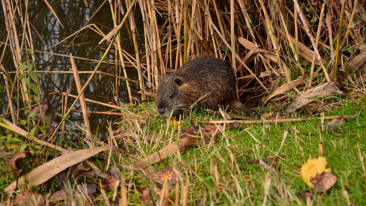 Lutte contre les ragondins