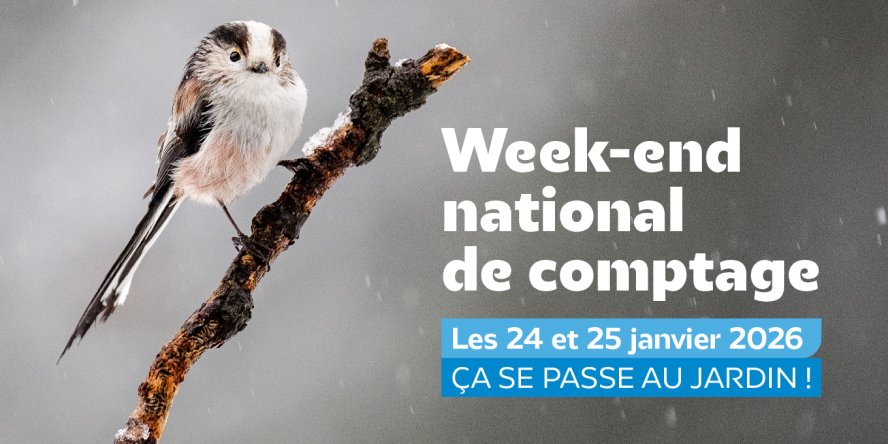 🐦 Ce week-end, comptage national des oiseaux !