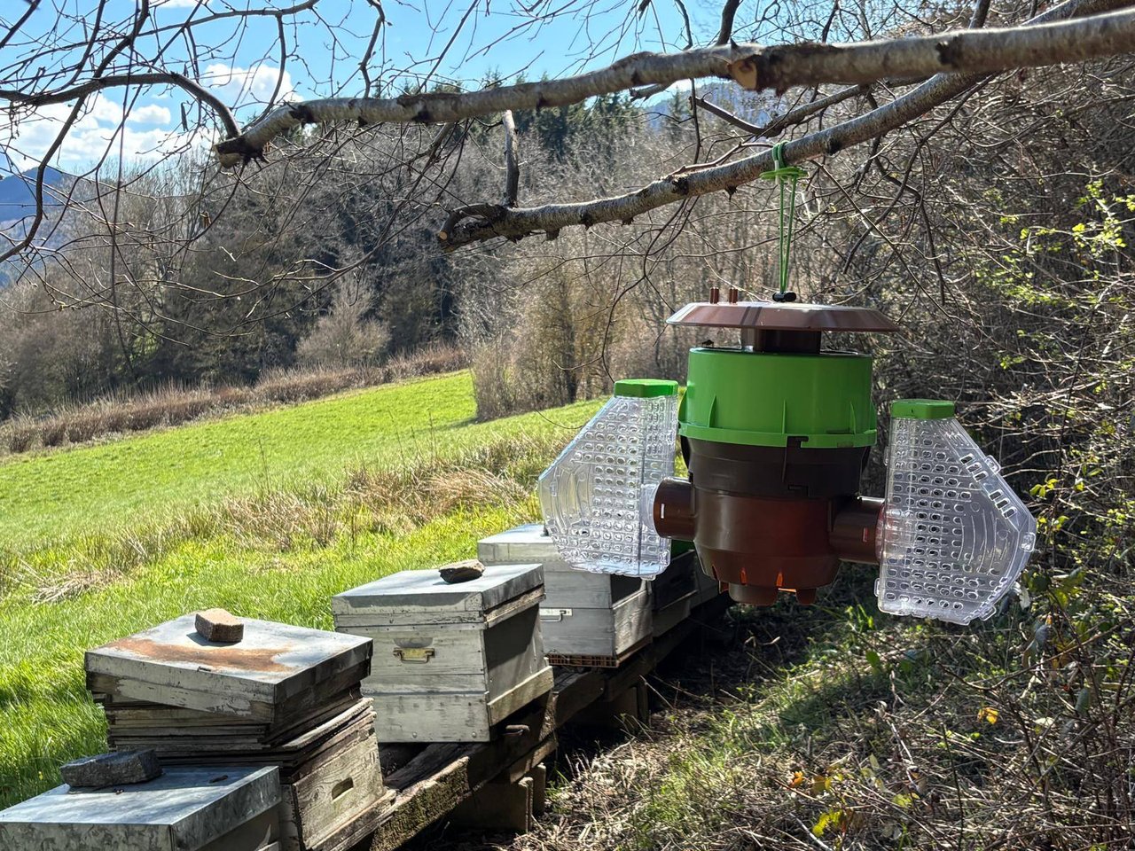 Le printemps arrive et les frelons asiatiques prolifèrent