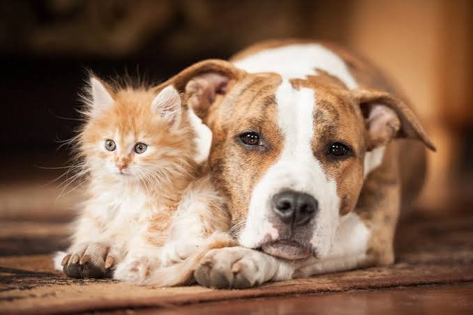 DISPOSITIF COMMUNAL D'AIDE AUX ANIMAUX PERDUS OU TROUVES