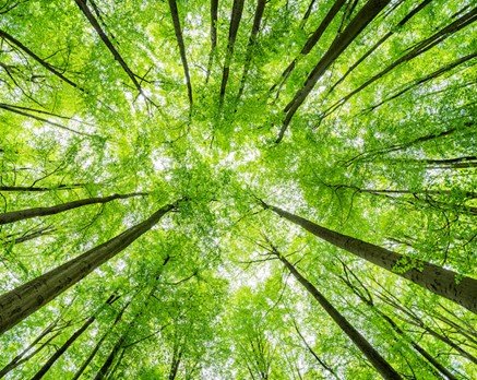 Quel est votre avis sur les mégaprojets BIOCHAR et E-CHO ?