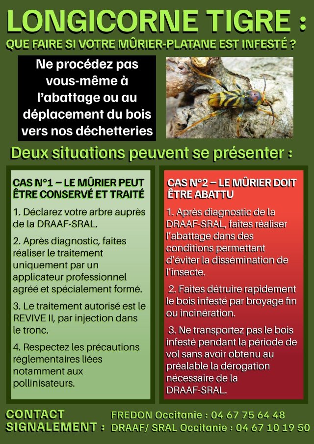 RECENSEMENT DES MURIERS PLATANES ATTAQUES PAR LE LONGICORNE