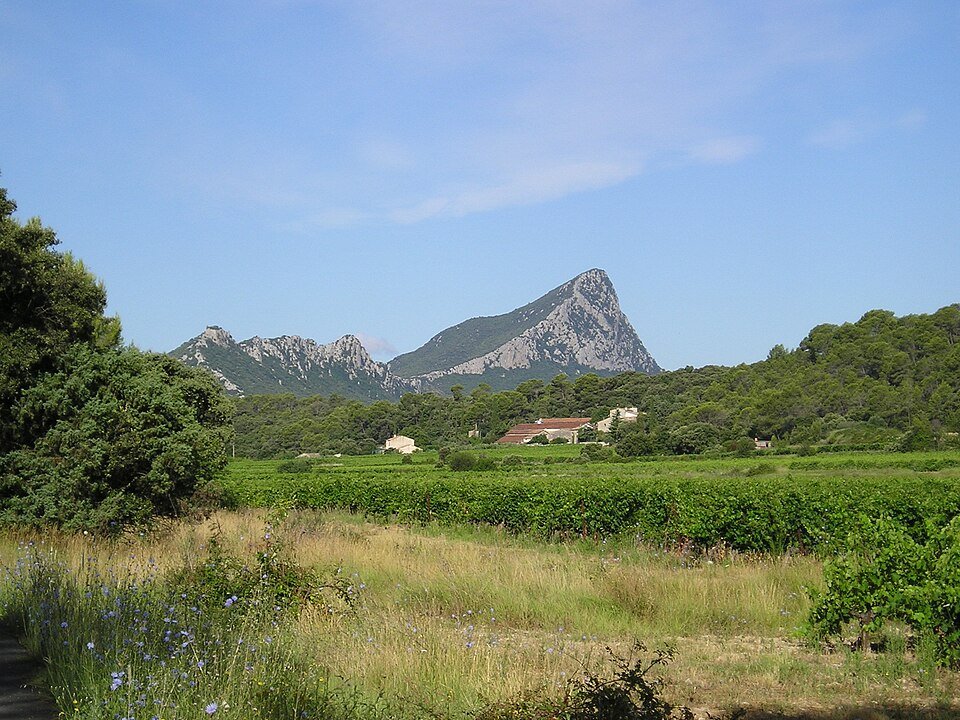 Vignes et garrigue avec le Pic Saint-Loup