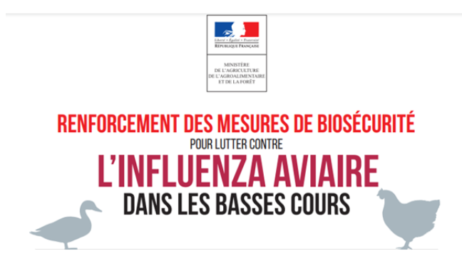 Influenza aviaire.PNG