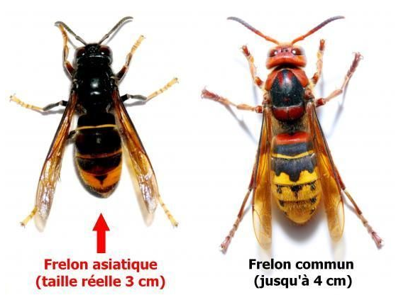 Frelon.1.PNG