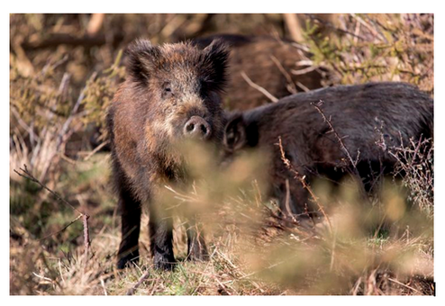 Peste porcine.1.PNG