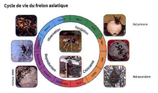 Frelon.2.PNG