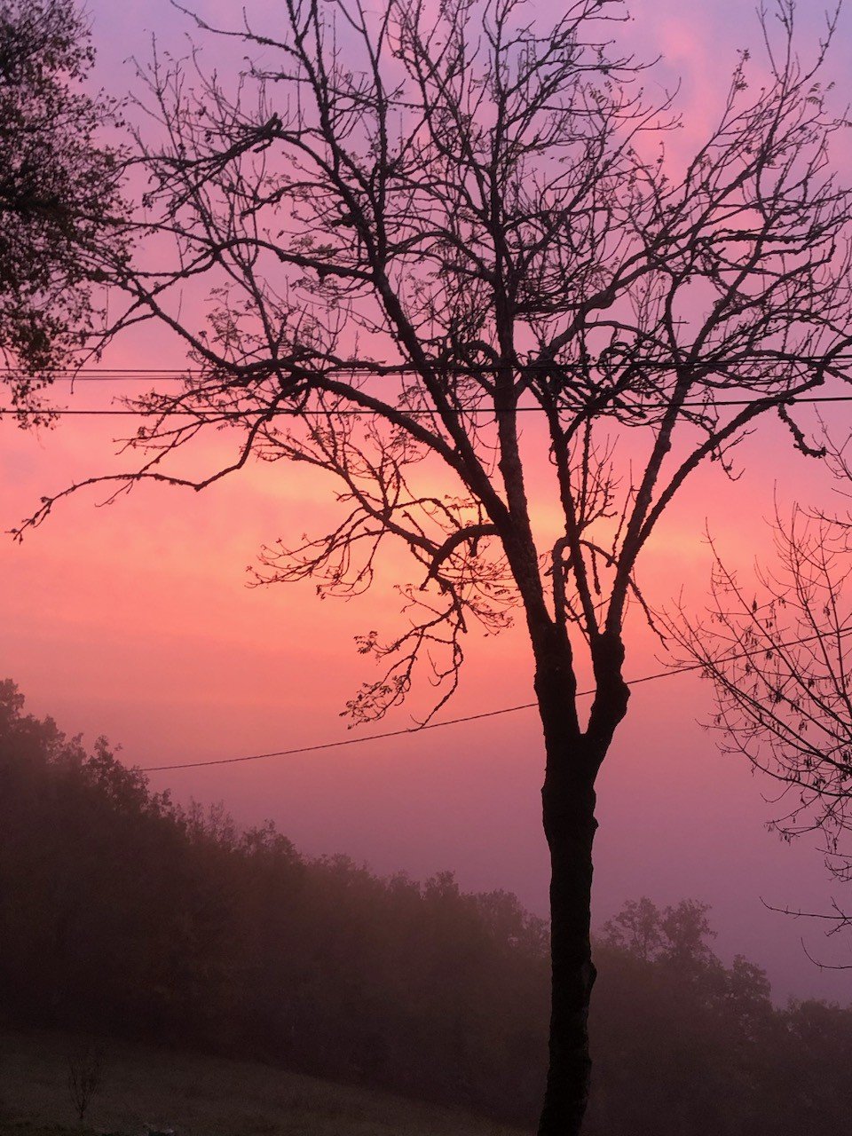 rouge dans la brume automnale